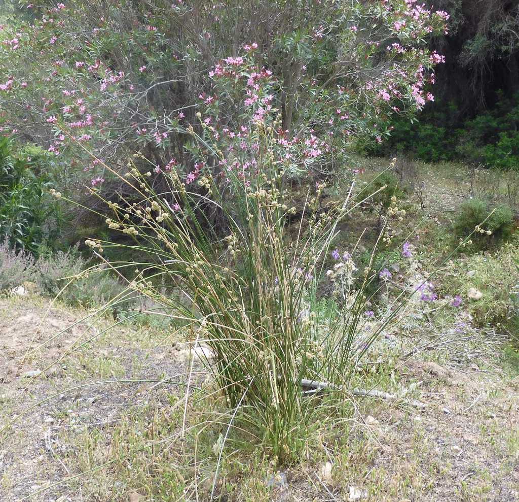 Scirpoides
